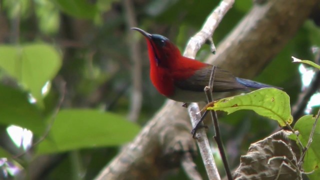 Karmesinnektarvogel - ML201152431