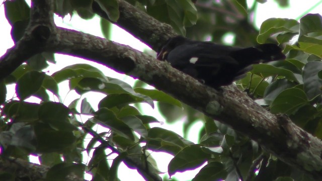 Dusky Broadbill - ML201152461