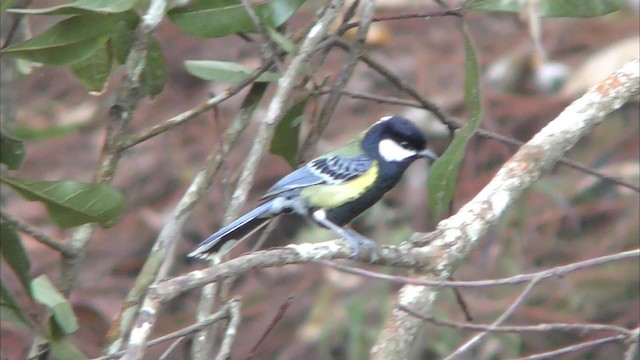 Green-backed Tit - ML201152501