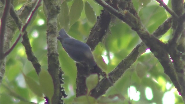 Yellow-billed Nuthatch - ML201152551