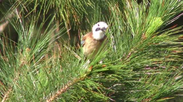 Eurasian Jay (White-faced) - ML201152571