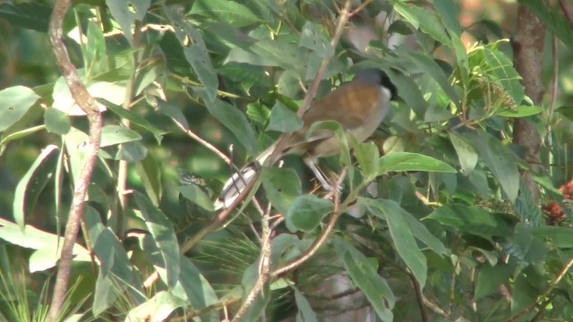 White-cheeked Laughingthrush - ML201152581