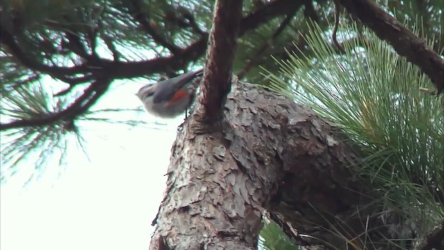 Chestnut-vented Nuthatch - ML201152631