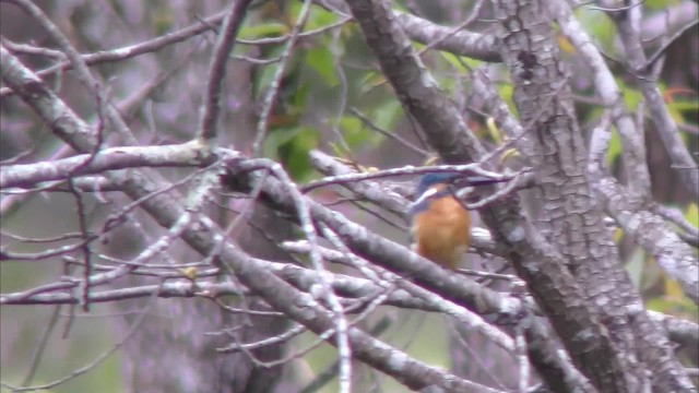 Common Kingfisher - ML201152641
