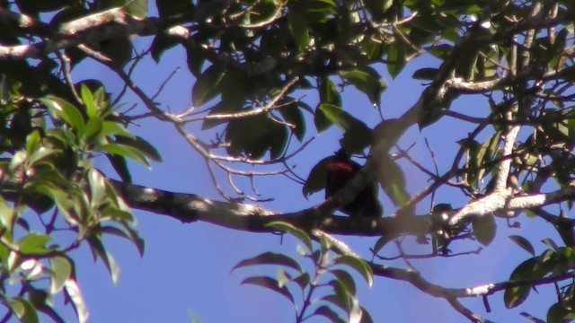 Maroon Oriole - ML201152751