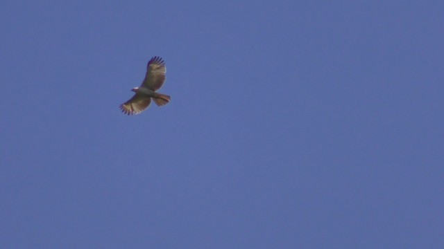 Águila Montañesa - ML201152771