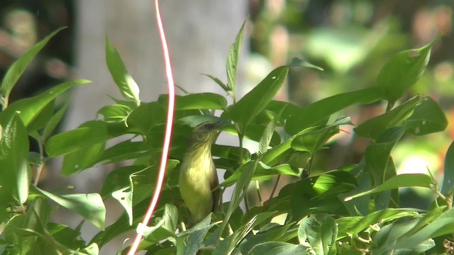 Pin-striped Tit-Babbler - ML201152811