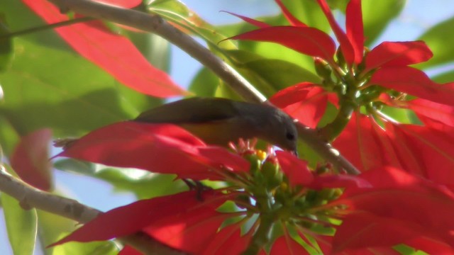 Mrs. Gould's Sunbird - ML201153141