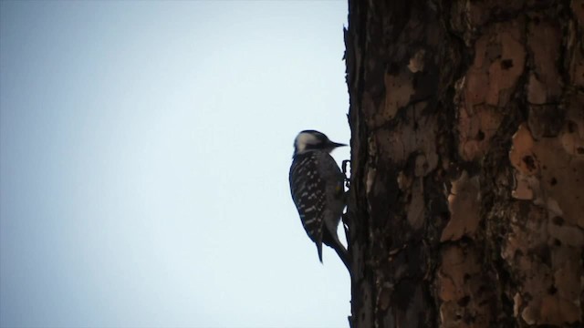 Red-cockaded Woodpecker - ML201153171