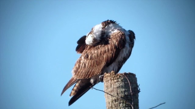 Osprey (carolinensis) - ML201153191