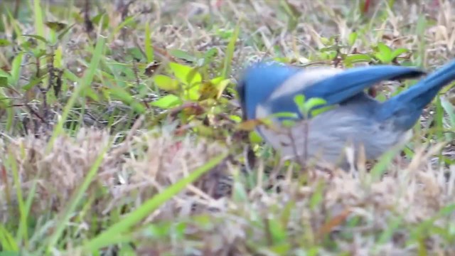 Florida Scrub-Jay - ML201153201