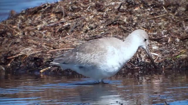 Willet - ML201153241