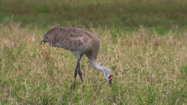 カナダヅル（pratensis） - ML201153281
