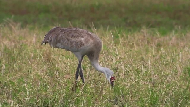 Sandhill Crane (pratensis) - ML201153281