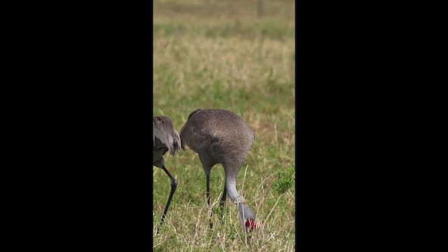 Sandhill Crane (pratensis) - ML201153291