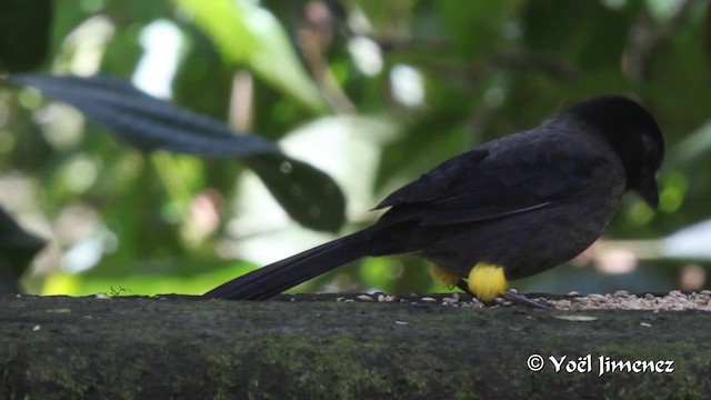 Yellow-thighed Brushfinch - ML201153301