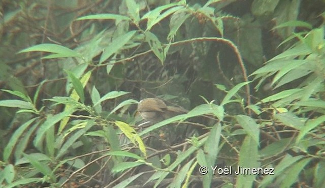 White-browed Scimitar-Babbler - ML201153311