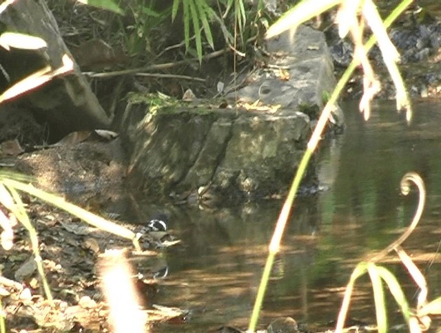 Black-backed Forktail - ML201153371