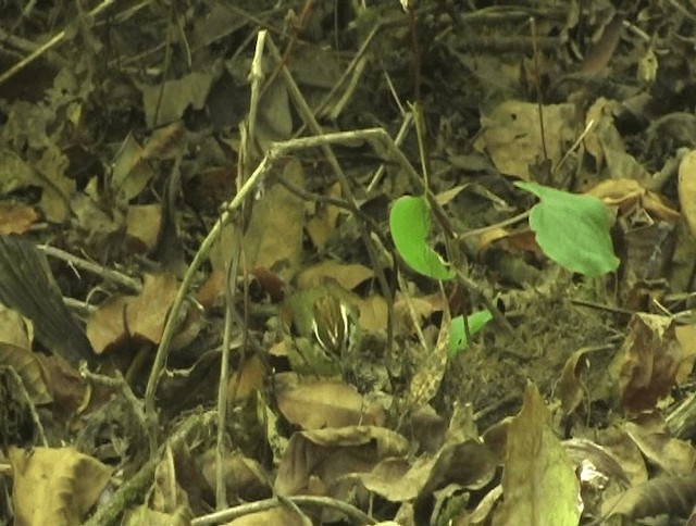 Rufous-winged Fulvetta - ML201153391