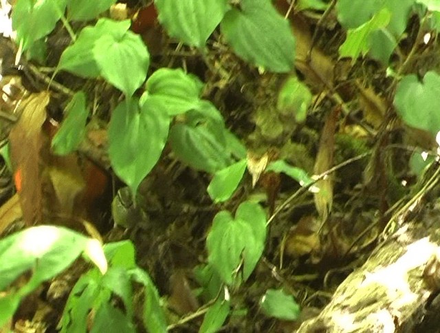 Ashy-throated Warbler - ML201153401