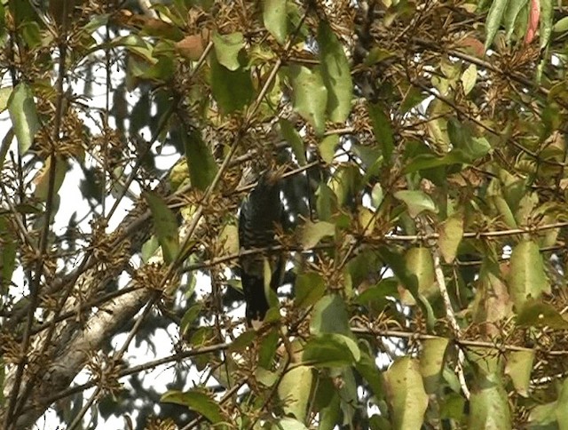 Asian Emerald Cuckoo - ML201153411
