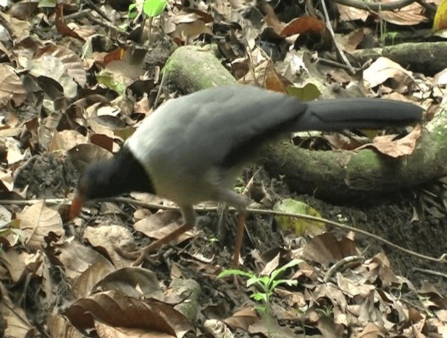 Coral-billed Ground-Cuckoo - ML201153541