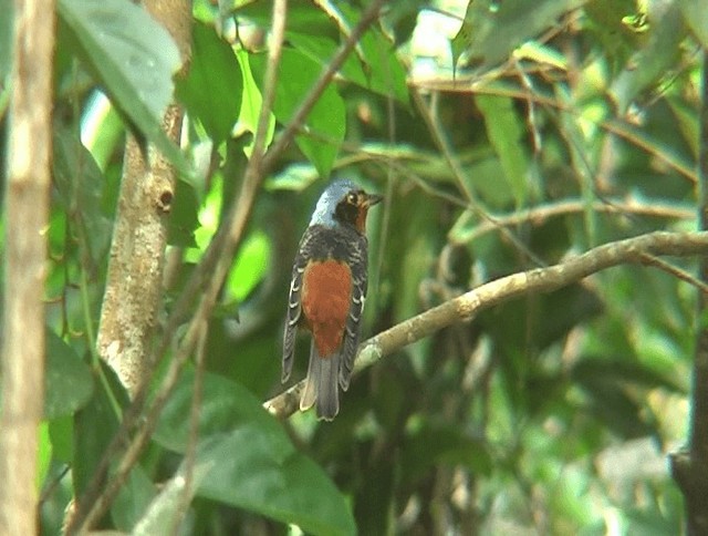 White-throated Rock-Thrush - ML201153561