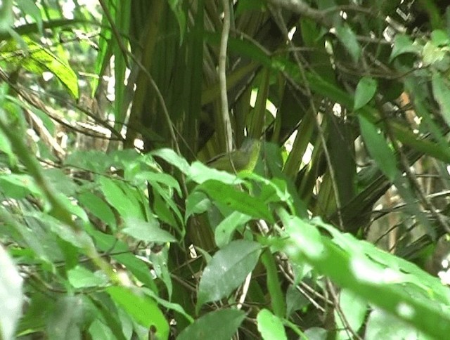 Alström's Warbler - ML201153581