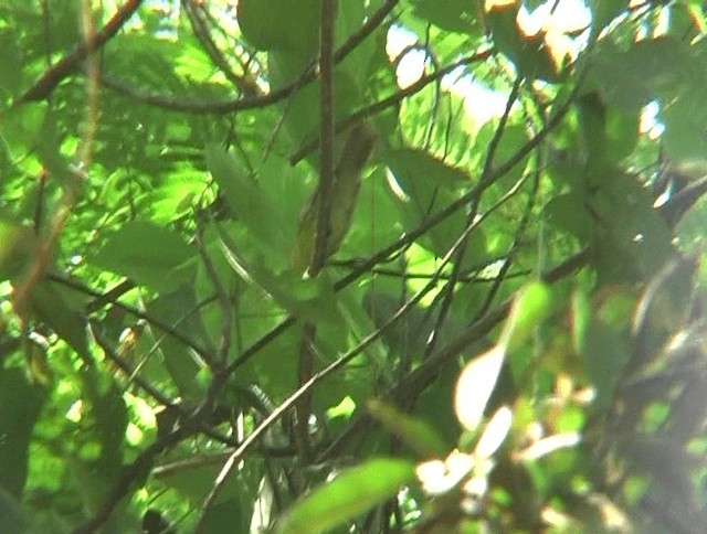 Pin-striped Tit-Babbler (Pin-striped) - ML201153721