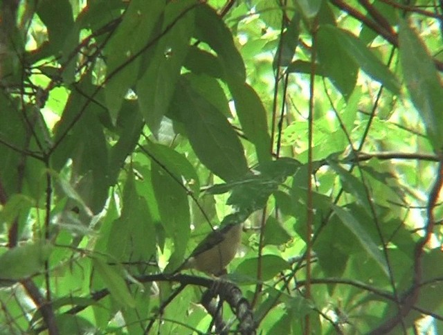 Vireo Alcaudón Cejiblanco (grupo aeralatus) - ML201153751