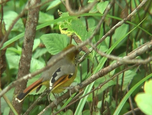 Chestnut-tailed Minla - ML201153801