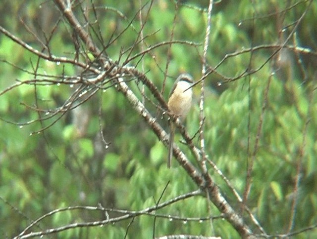 Gray-backed Shrike - ML201153821