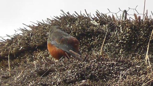 Mocking Cliff-Chat - ML201153871