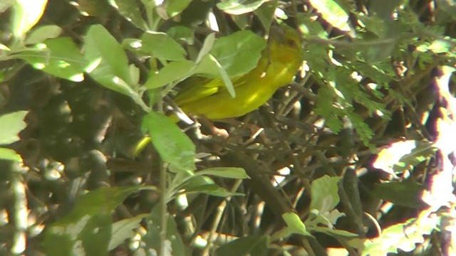 African Golden-Weaver - ML201153901