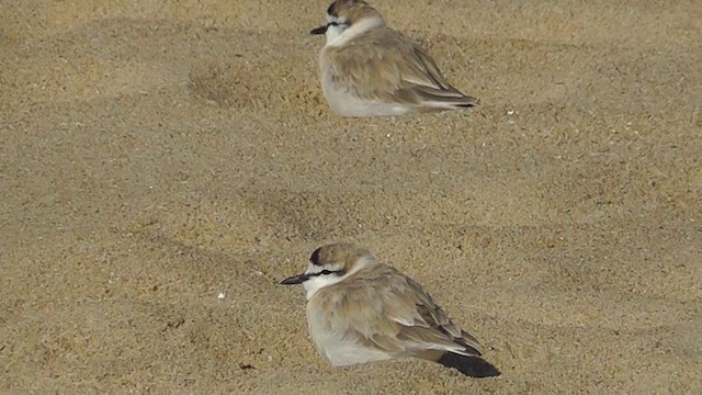 kulík proměnlivý - ML201153951