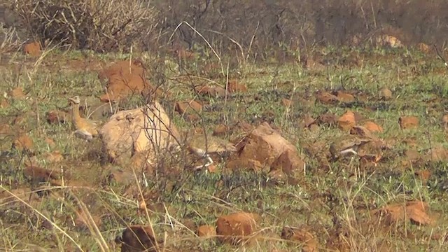 White-bellied Bustard - ML201153981