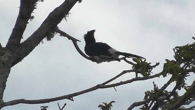 Trumpeter Hornbill - ML201154041