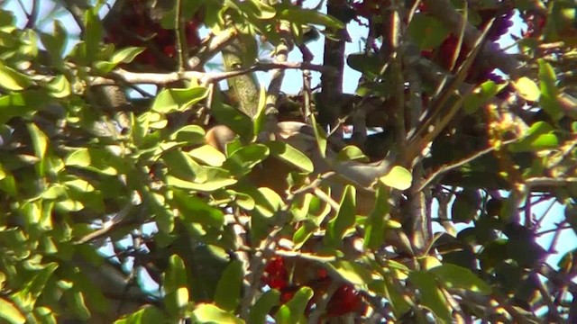 Краснолицая птица-мышь - ML201154111