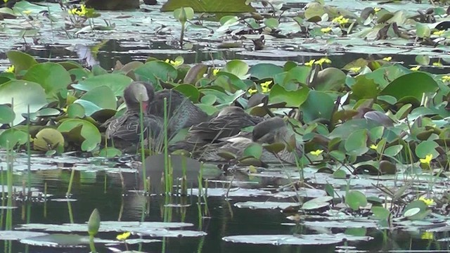 Red-billed Duck - ML201154151