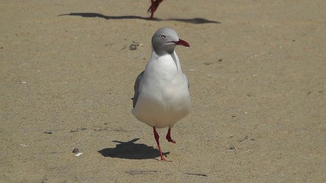 Gray-hooded Gull - ML201154211