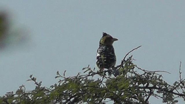 Crested Barbet - ML201154251