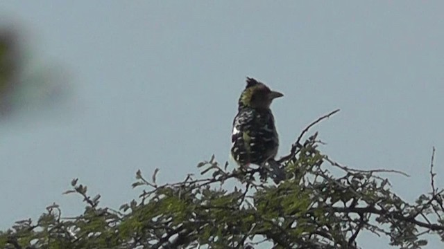 Haubenbartvogel - ML201154251