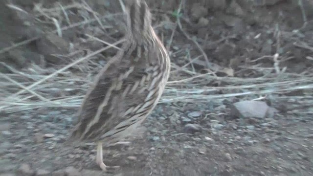 Common Quail - ML201154271