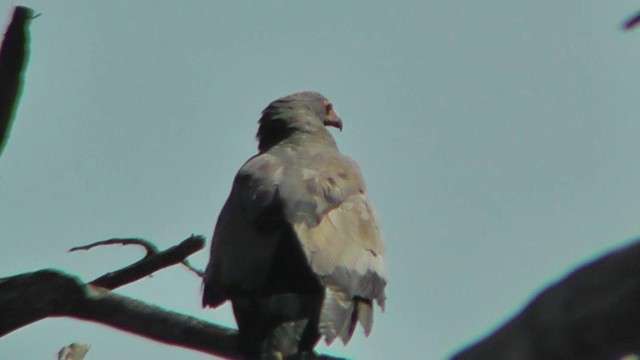 African Harrier-Hawk - ML201154321