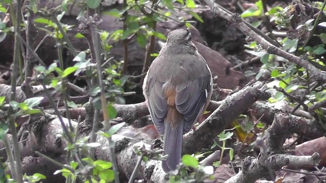 Bearded Scrub-Robin - ML201154361