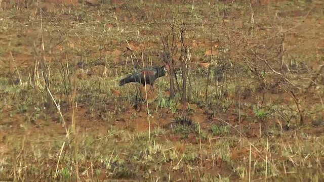 Southern Bald Ibis - ML201154431