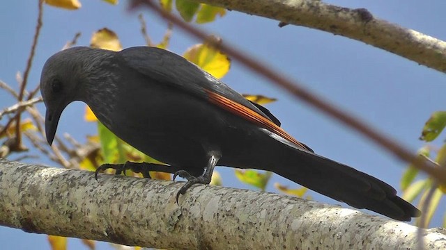 Red-winged Starling - ML201154441