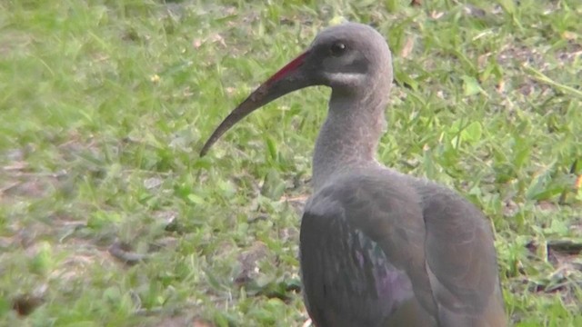 ibis hagedaš - ML201154471