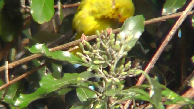 African Golden-Weaver - ML201154481