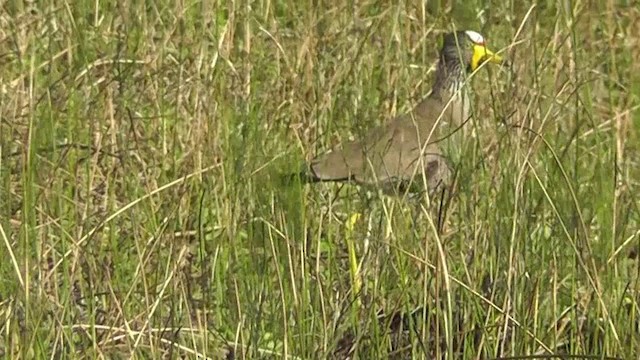 Wattled Lapwing - ML201154511